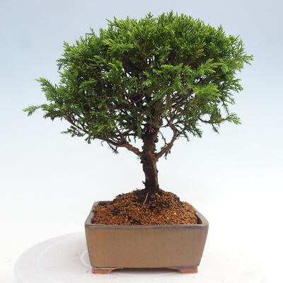 Vonkajší bonsai - Juniperus chinensis Itoigawa -Jalovec čínsky - 4