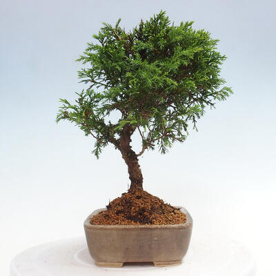 Vonkajší bonsai - Juniperus chinensis Itoigawa -Jalovec čínsky - 4