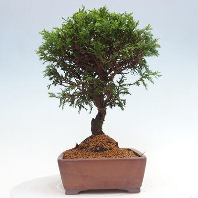 Vonkajší bonsai - Juniperus chinensis Itoigawa -Jalovec čínsky - 4