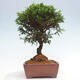 Vonkajší bonsai - Juniperus chinensis Itoigawa -Jalovec čínsky - 4/4