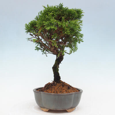 Vonkajší bonsai - Juniperus chinensis Itoigawa -Jalovec čínsky - 4