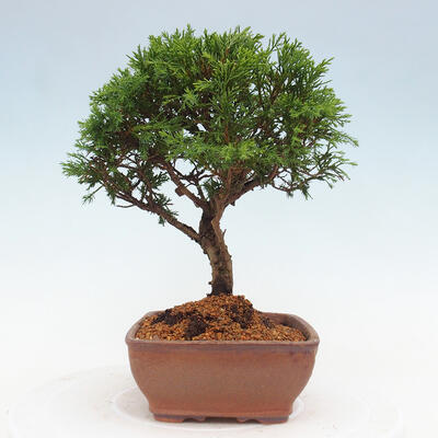 Vonkajší bonsai - Juniperus chinensis Itoigawa -Jalovec čínsky - 4