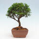 Vonkajší bonsai - Juniperus chinensis Itoigawa -Jalovec čínsky - 4/4