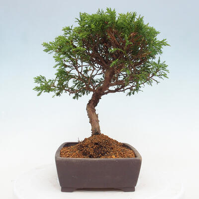 Vonkajší bonsai - Juniperus chinensis Itoigawa -Jalovec čínsky - 4