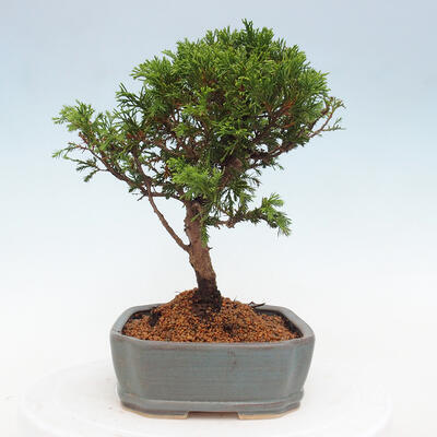 Vonkajší bonsai - Juniperus chinensis Itoigawa -Jalovec čínsky - 4