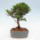 Vonkajší bonsai - Juniperus chinensis Itoigawa -Jalovec čínsky - 4/4