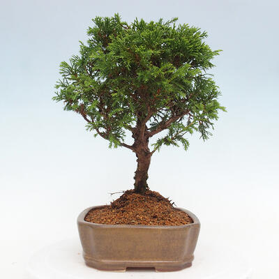 Vonkajší bonsai - Juniperus chinensis Itoigawa -Jalovec čínsky - 4