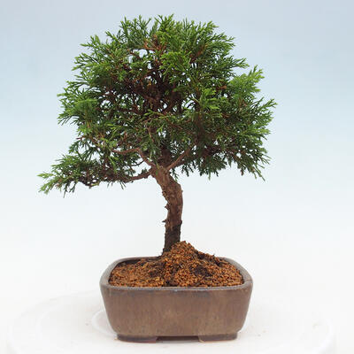 Vonkajší bonsai - Juniperus chinensis Itoigawa -Jalovec čínsky - 4