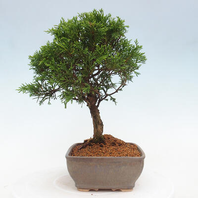 Vonkajší bonsai - Juniperus chinensis Itoigawa -Jalovec čínsky - 4