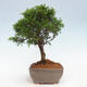 Vonkajší bonsai - Juniperus chinensis Itoigawa -Jalovec čínsky - 4/4