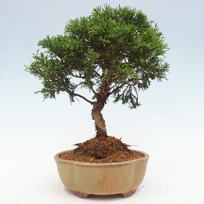 Vonkajší bonsai - Juniperus chinensis Itoigawa -Jalovec čínsky - 4