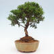 Vonkajší bonsai - Juniperus chinensis Itoigawa -Jalovec čínsky - 4/4