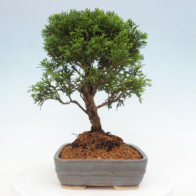 Vonkajší bonsai - Juniperus chinensis Itoigawa -Jalovec čínsky - 4