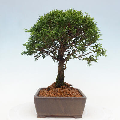 Vonkajší bonsai - Juniperus chinensis Itoigawa -Jalovec čínsky - 4