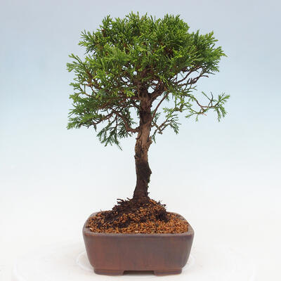 Vonkajší bonsai - Juniperus chinensis Itoigawa -Jalovec čínsky - 4