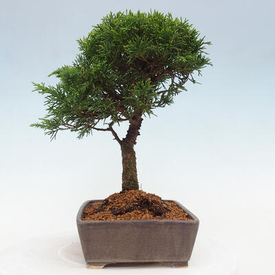 Vonkajší bonsai - Juniperus chinensis Itoigawa -Jalovec čínsky - 4