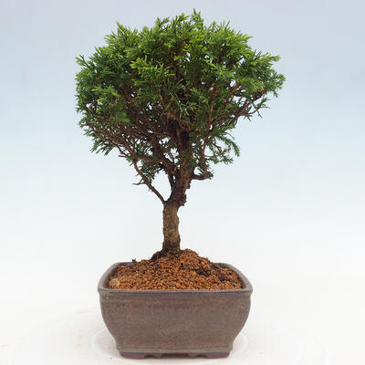 Vonkajší bonsai - Juniperus chinensis Itoigawa -Jalovec čínsky - 4