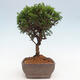 Vonkajší bonsai - Juniperus chinensis Itoigawa -Jalovec čínsky - 4/4