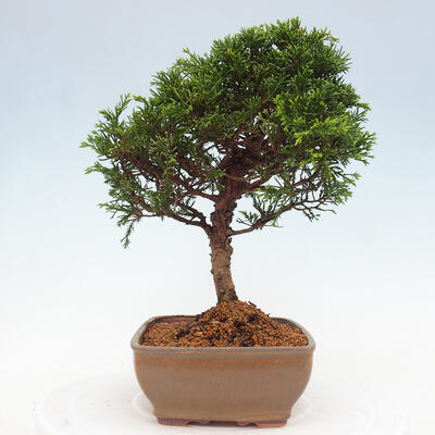 Vonkajší bonsai - Juniperus chinensis Itoigawa -Jalovec čínsky - 4