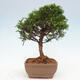 Vonkajší bonsai - Juniperus chinensis Itoigawa -Jalovec čínsky - 4/4