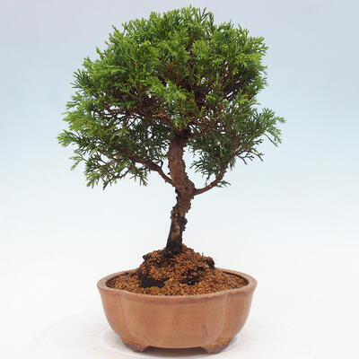 Vonkajší bonsai - Juniperus chinensis Itoigawa -Jalovec čínsky - 4