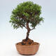 Vonkajší bonsai - Juniperus chinensis Itoigawa -Jalovec čínsky - 4/4