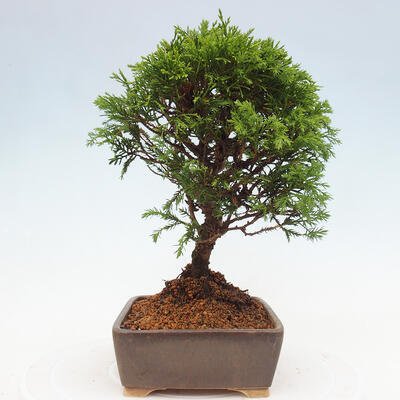 Vonkajší bonsai - Juniperus chinensis Itoigawa -Jalovec čínsky - 4