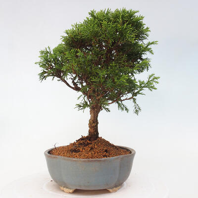 Vonkajší bonsai - Juniperus chinensis Itoigawa -Jalovec čínsky - 4