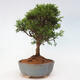 Vonkajší bonsai - Juniperus chinensis Itoigawa -Jalovec čínsky - 4/4