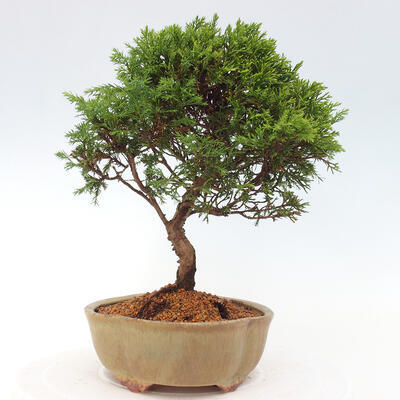 Vonkajší bonsai - Juniperus chinensis Itoigawa -Jalovec čínsky - 4