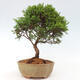 Vonkajší bonsai - Juniperus chinensis Itoigawa -Jalovec čínsky - 4/4