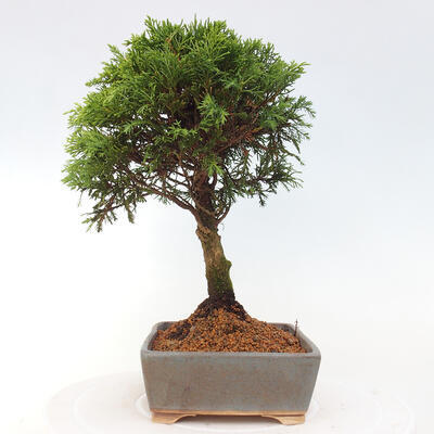 Vonkajší bonsai - Juniperus chinensis Itoigawa -Jalovec čínsky - 4