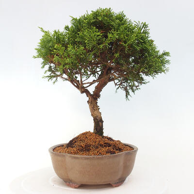 Vonkajší bonsai - Juniperus chinensis Itoigawa -Jalovec čínsky - 4