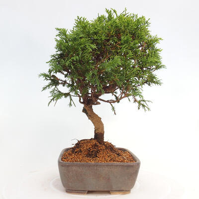 Vonkajší bonsai - Juniperus chinensis Itoigawa -Jalovec čínsky - 4