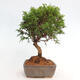 Vonkajší bonsai - Juniperus chinensis Itoigawa -Jalovec čínsky - 4/4