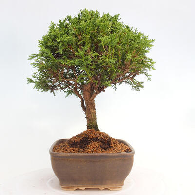 Vonkajší bonsai - Juniperus chinensis Itoigawa -Jalovec čínsky - 4