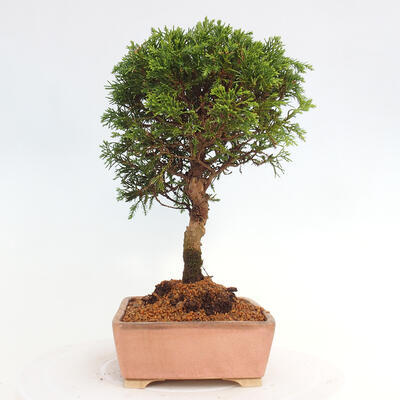 Vonkajší bonsai - Juniperus chinensis Itoigawa -Jalovec čínsky - 4