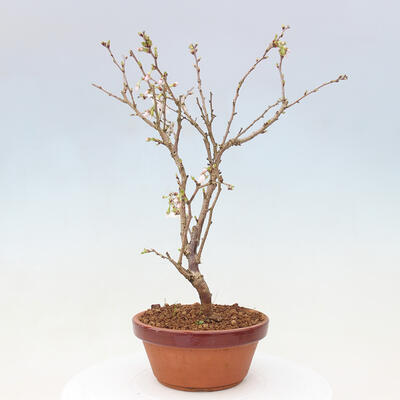 Vonkajší bonsai - Prunus incisa Kojou-no mai-Višňa vyrezaná - 4