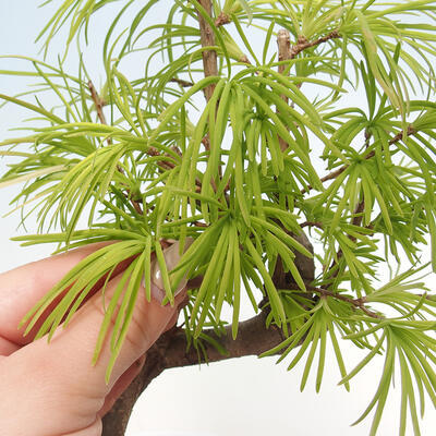 Vonkajší bonsai - Pamodrín - Pseudolarix amabis - 4