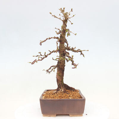 Vonkajší bonsai -Larix decidua - Smrekovec opadavý - 4