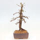 Vonkajší bonsai -Larix decidua - Smrekovec opadavý - 4/5