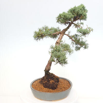 Vonkajšie bonsai - Juniperus chinensis Kishu -Jalovec čínsky - 4