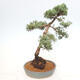 Vonkajšie bonsai - Juniperus chinensis Kishu -Jalovec čínsky - 4/5