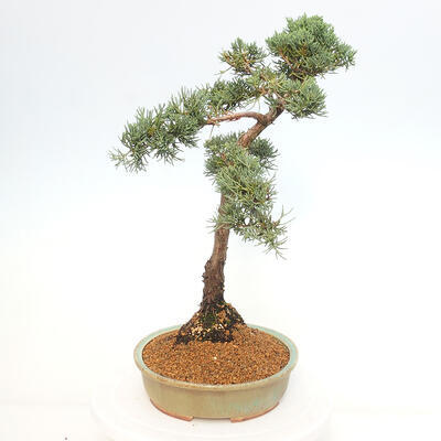 Vonkajšie bonsai - Juniperus chinensis Kishu -Jalovec čínsky - 4