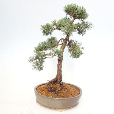 Vonkajšie bonsai - Juniperus chinensis Kishu -Jalovec čínsky - 4