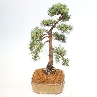 Vonkajšie bonsai - Juniperus chinensis Kishu -Jalovec čínsky - 4