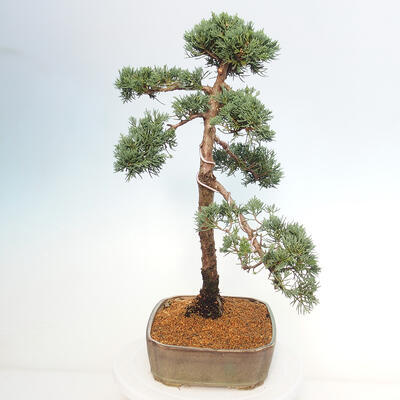 Vonkajšie bonsai - Juniperus chinensis Kishu -Jalovec čínsky - 4