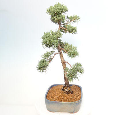 Vonkajšie bonsai - Juniperus chinensis Kishu -Jalovec čínsky - 4