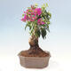 Izbová bonsai - Bouganwilea - 4/6