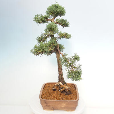 Vonkajšie bonsai - Juniperus chinensis Kishu -Jalovec čínsky - 4